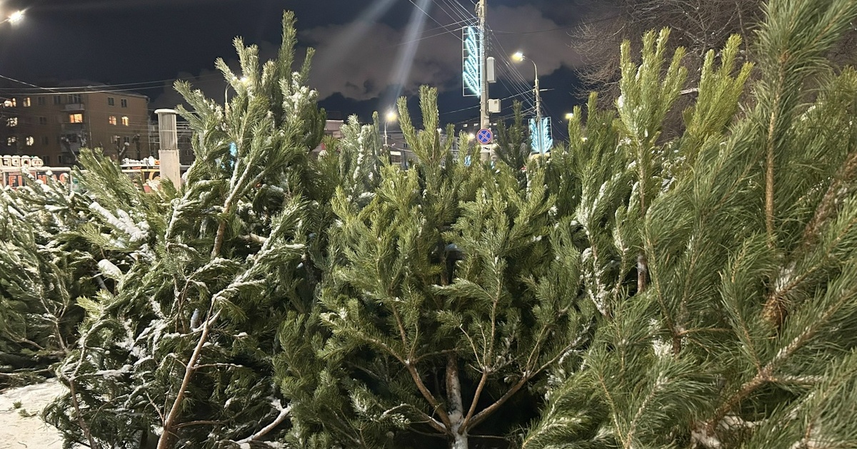 За незаконную рубку елей самарцам грозят штрафы до 3 млн рублей Возможно даже наступление уголовной ответственн...