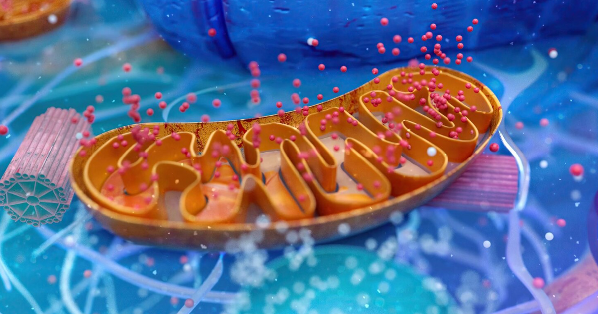 Миграция митохондрий при физических упражнениях защищает мозг от инсульта Исследование MedComm показало, что митохондрии,...