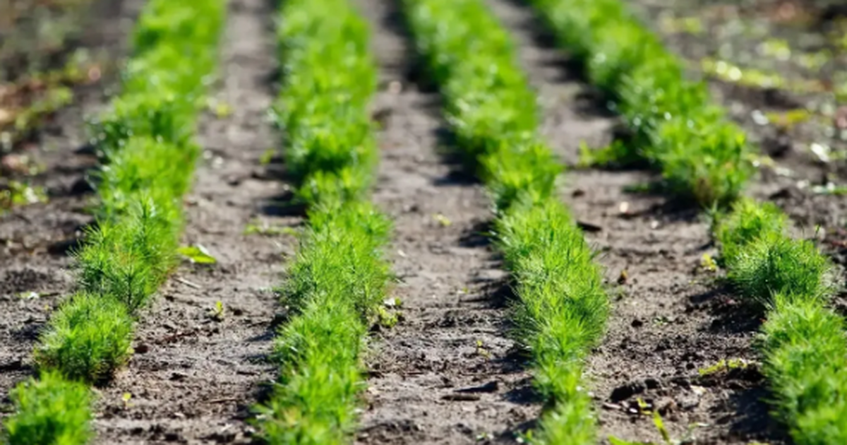 Присоединиться к акции можно через официальный ...