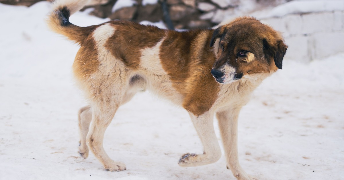 По требованию прокуратуры компенсацию за укус б...