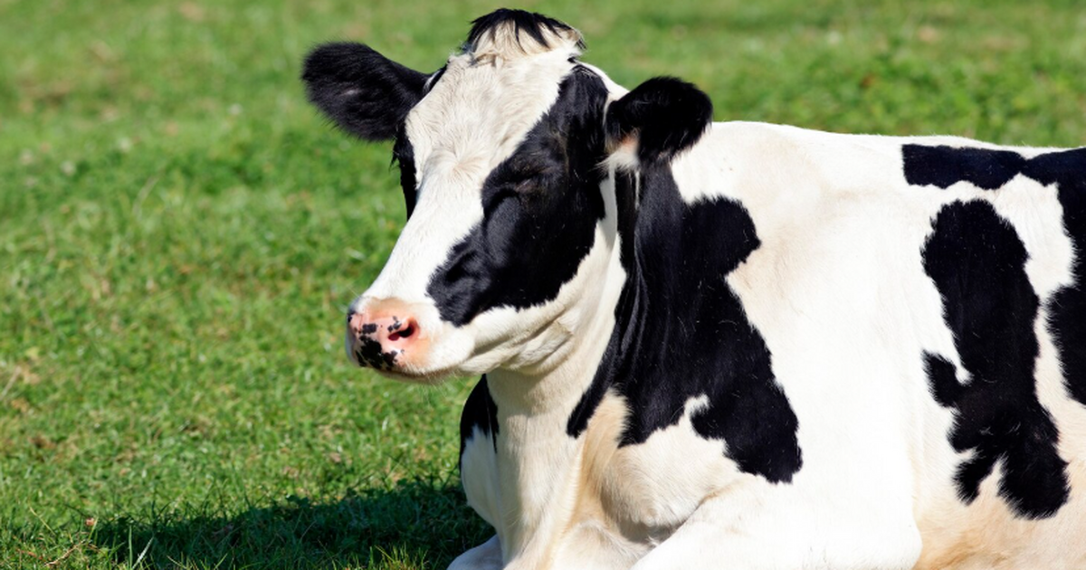 Австрийская корова по имени Вероника научилась ...