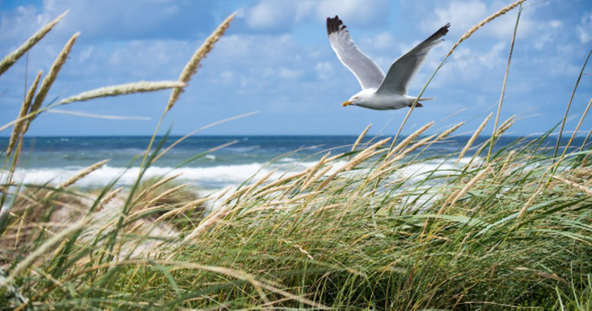 В Калининградской области туристам предложили а...