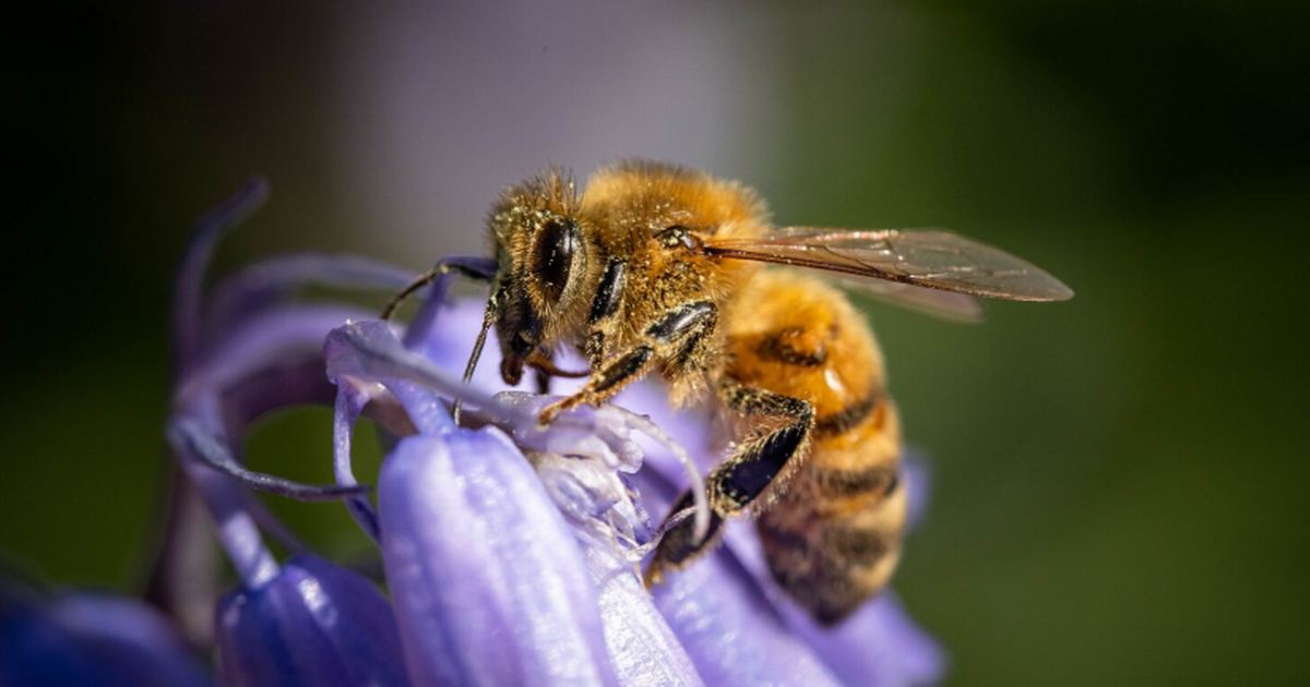 Исследование: могут ли пчёлы подсказать способ общения с внеземным разумом Учёные изучают математические способности пчёл,...