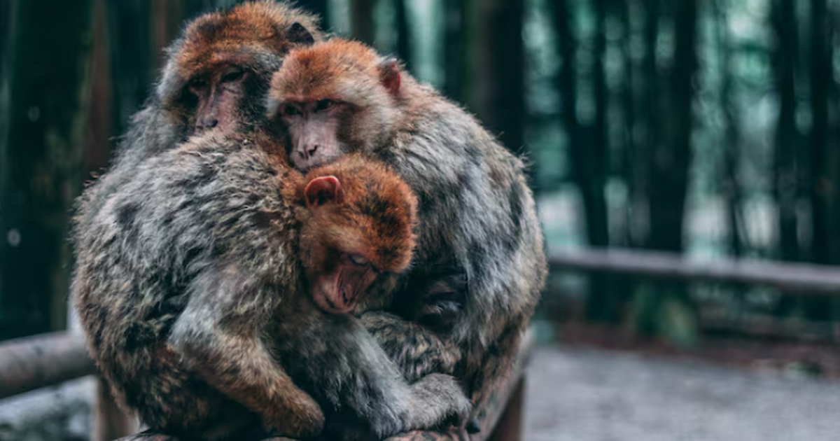 Палеонтологи нашли зубы пургаториев в Колорадо,...