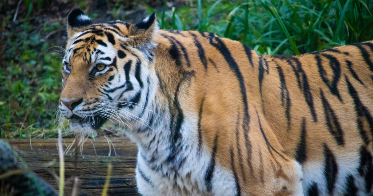 Приморские ученые впервые в мире определили геном дикого амурского тигра Приморские исследователи впервые определили нук...