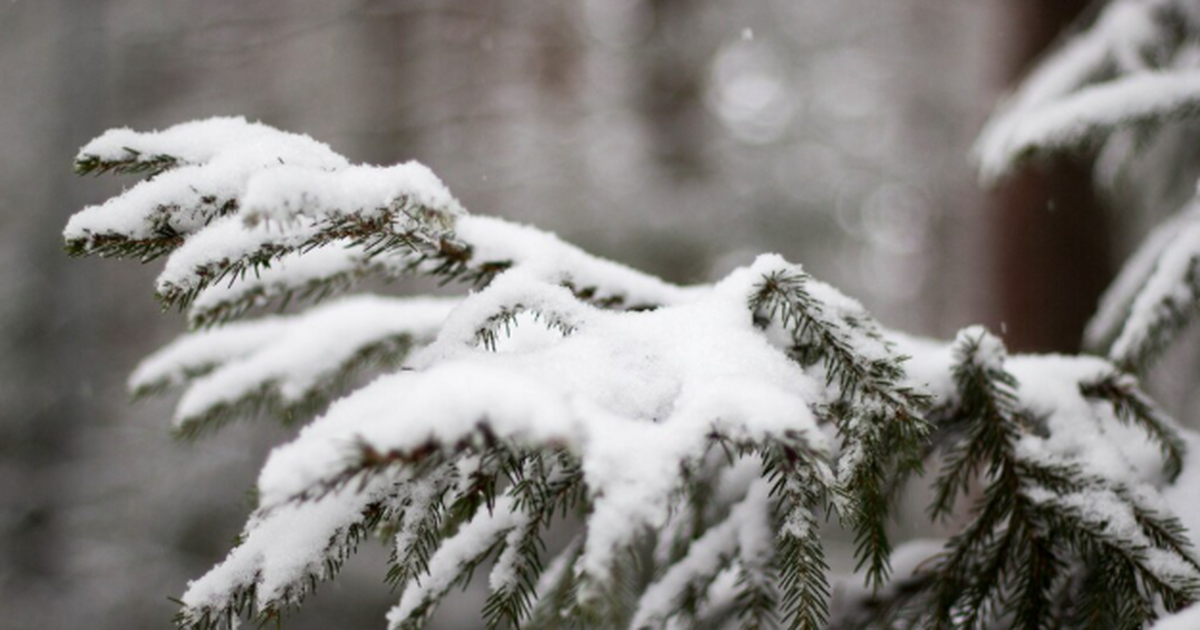 Зима отменяется: в ряде регионов России грядет "метеовесна" - подробный прогноз Этой зимой классических 20-градусных морозов во...