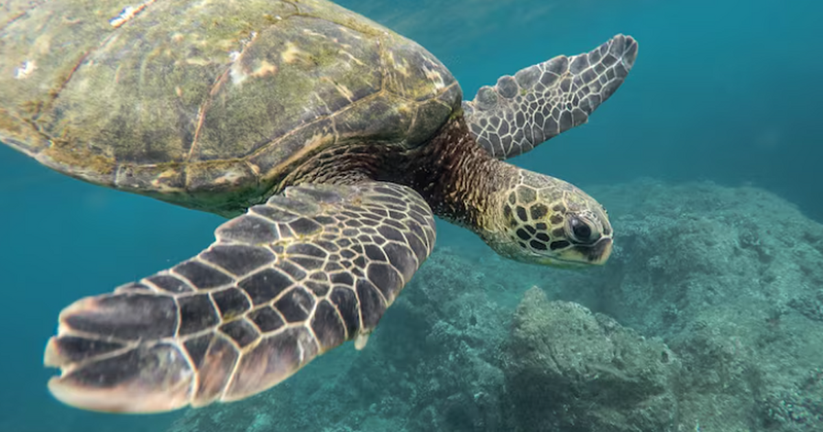 Учёные Scientific Reports установили, что неанд...