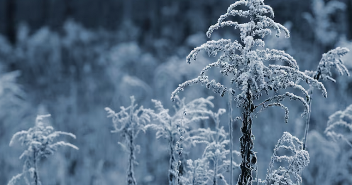 Леус: На северо-востоке Европейской России ночью ударили −21 °C Леус сообщил, что на северо‑востоке европейской...