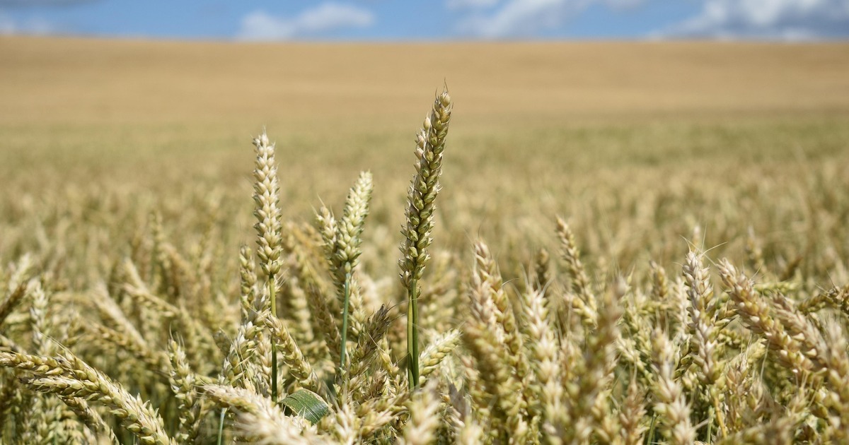 По итогам 2025 года аграрии региона выполнили в...