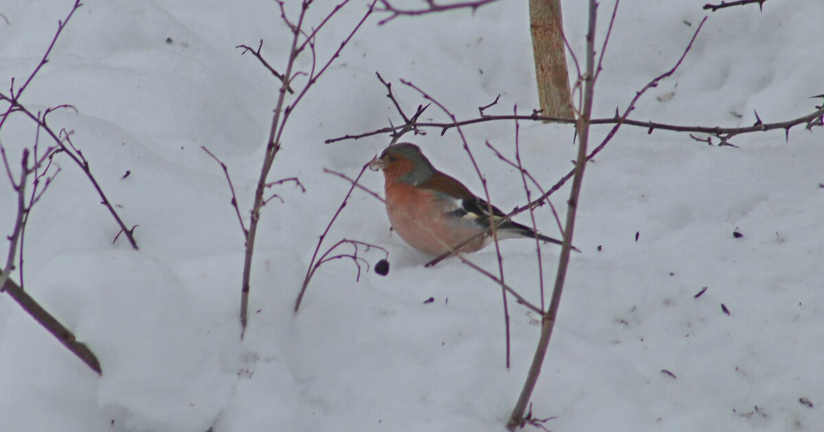 Для этого времени года прилет зябликов считаетс...