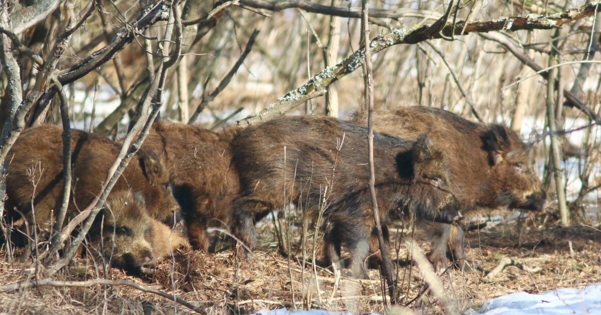 В национальном парке «Самарская Лука» подвели и...