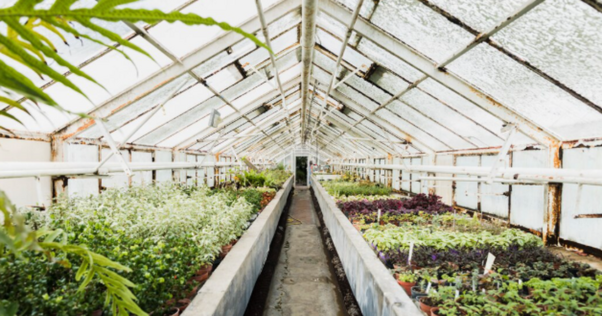 Что посеять в феврале: 3 культуры для раннего у...