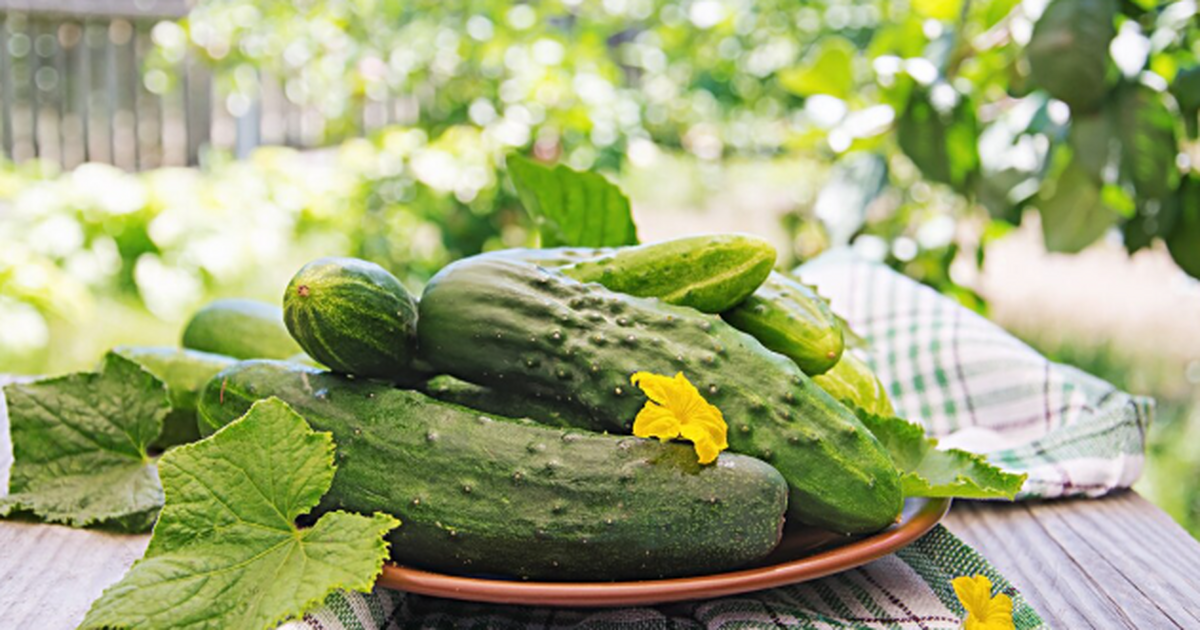 Не сорт, а настоящий царь урожая: буду сажать только эти огурцы - ровные, вкусные, сочные Если сезон «делают» семена, то этот гибрид — ка...