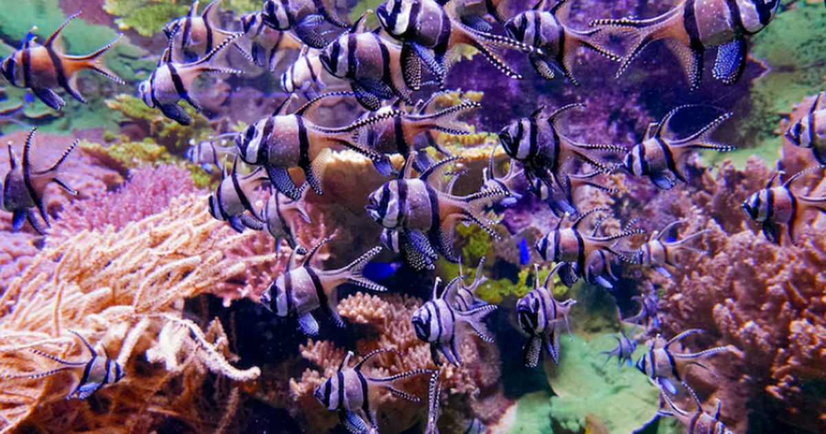 Потепление охватило четверть океана до 1000 м и грозит экосистеме крахом Глобальное потепление уже затронуло не только п...