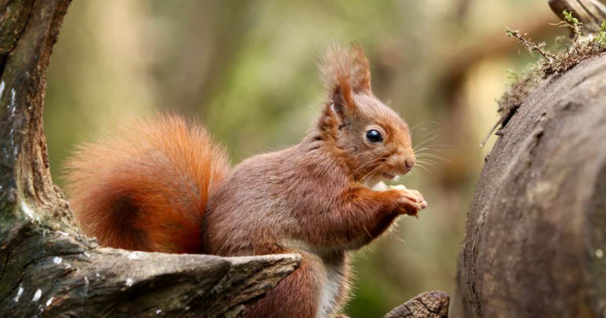 Исследование показало, что огненноногая белка с...