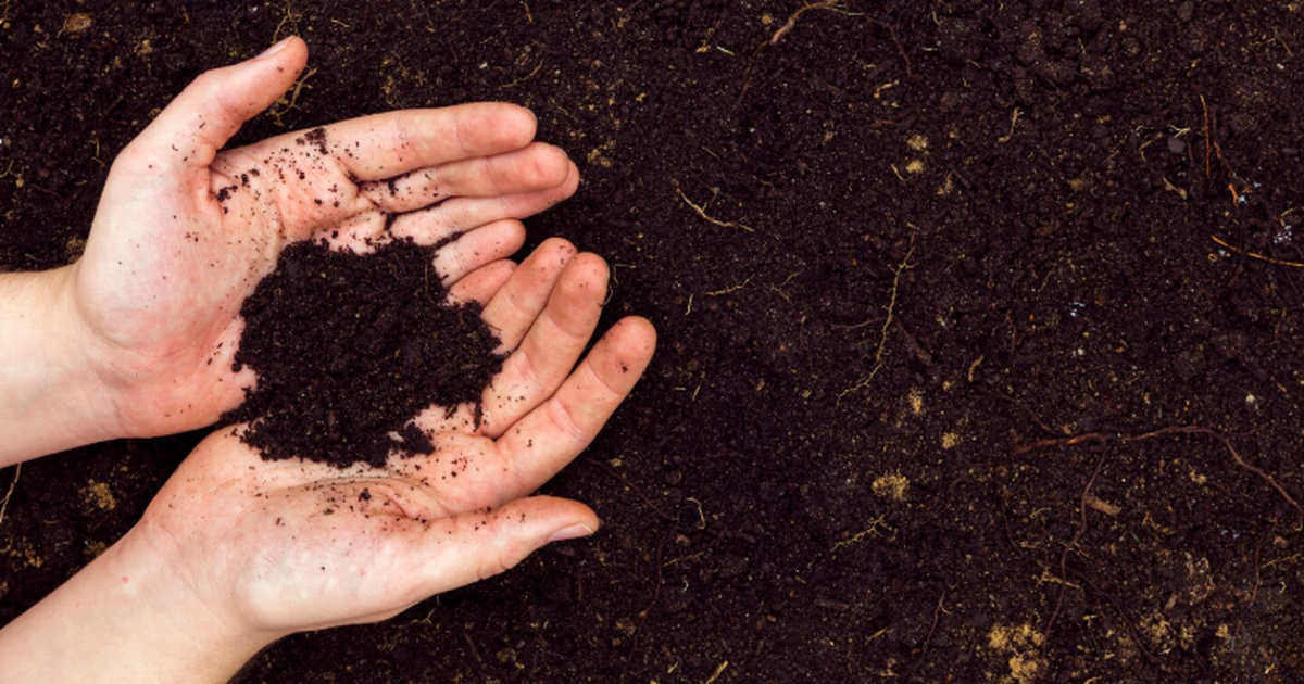 ТюмГУ описал новый вид хищных протистов Rhodelphis edaphicus Ученые сообщили об обнаружении и описании новог...