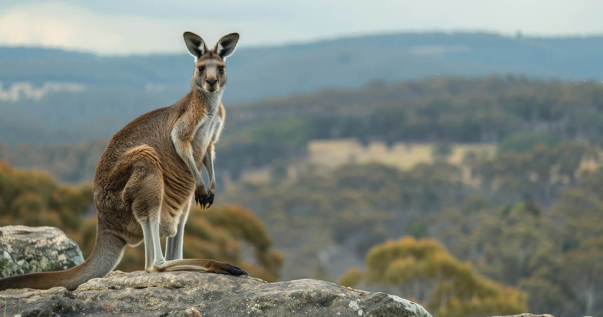 Учёные выяснили, что древние кенгуру весом до 2...