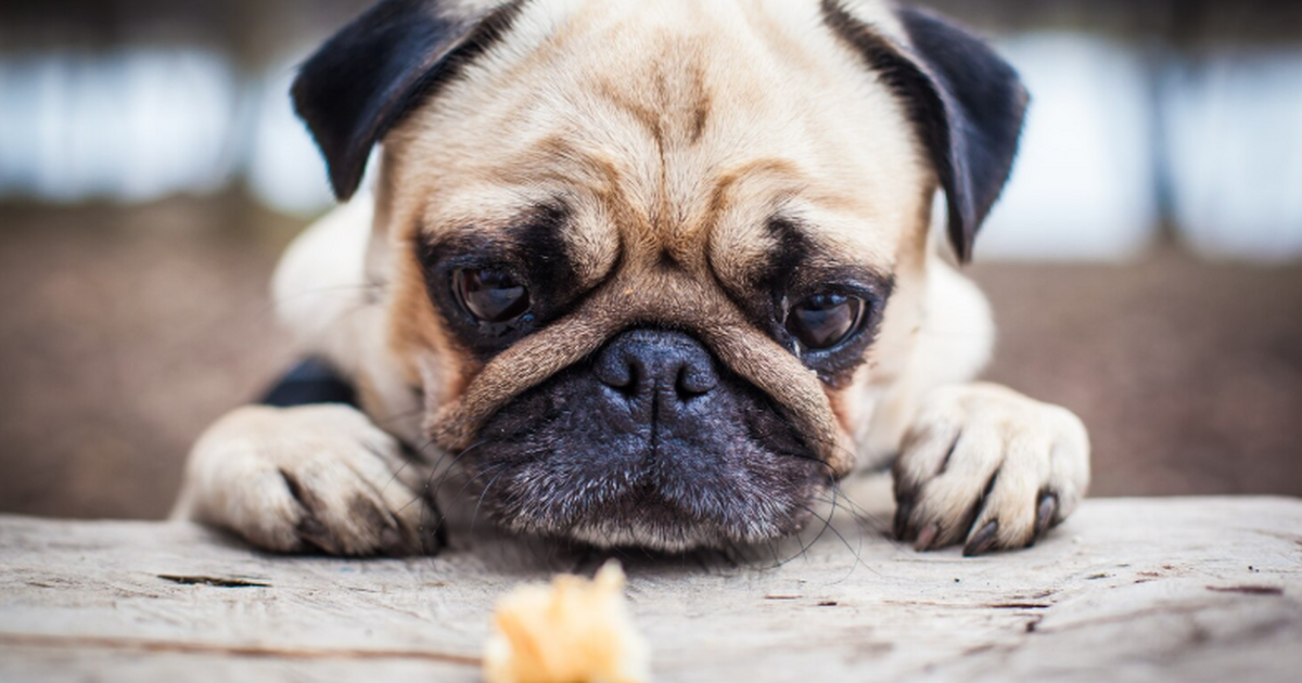 Ветеринар Сергей Пархоменко рассказал, почему к...