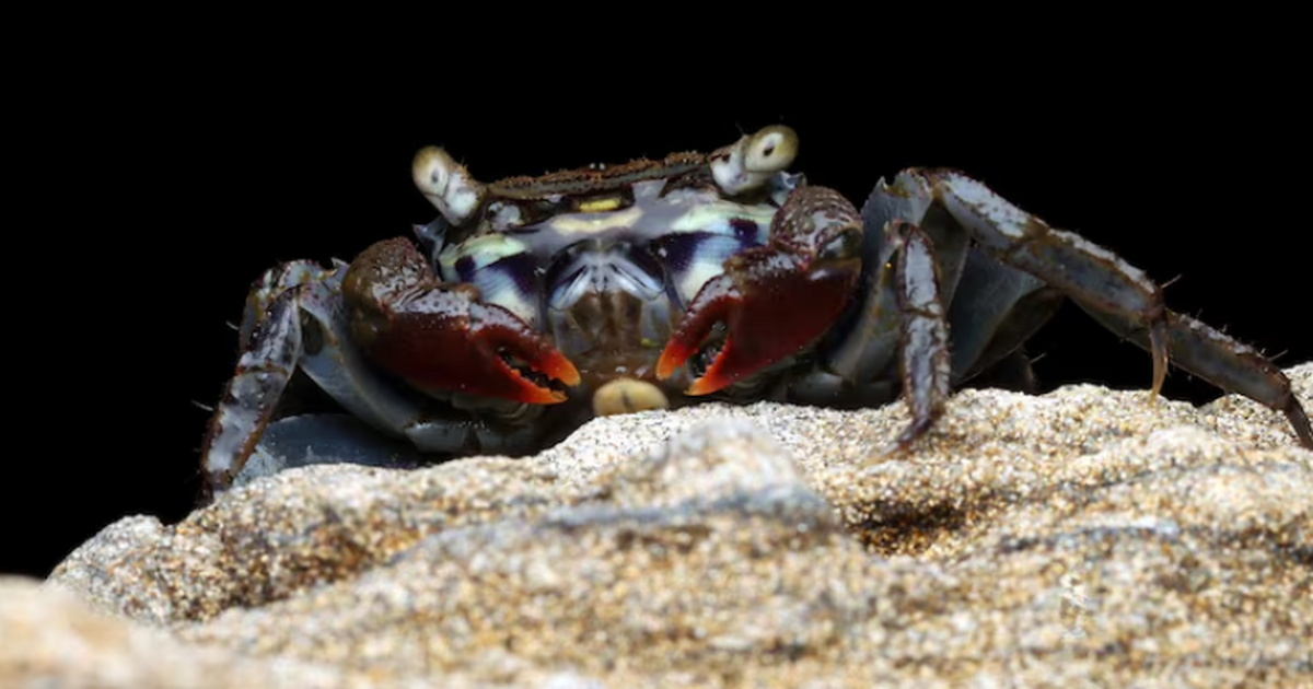 В Китае выявили случаи глазной инфекции, связан...