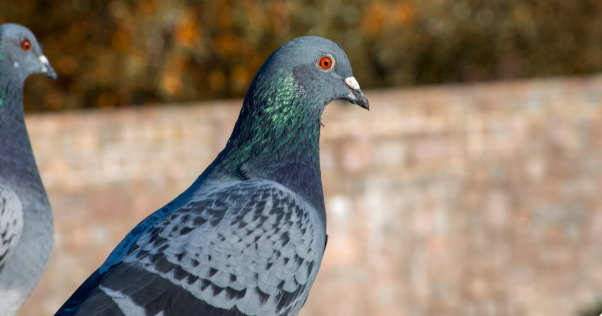 Ученые показали, что голуби и вороны обладают п...