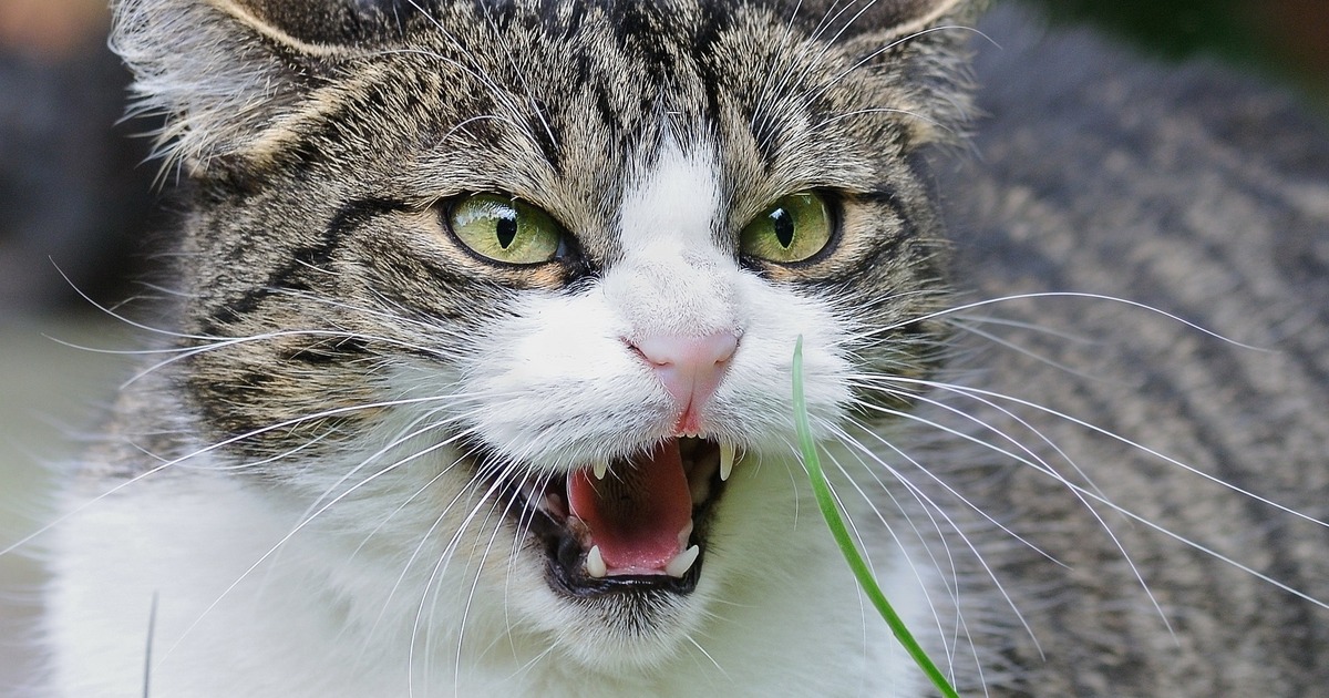 Ограничения будут сняты через 60 дней