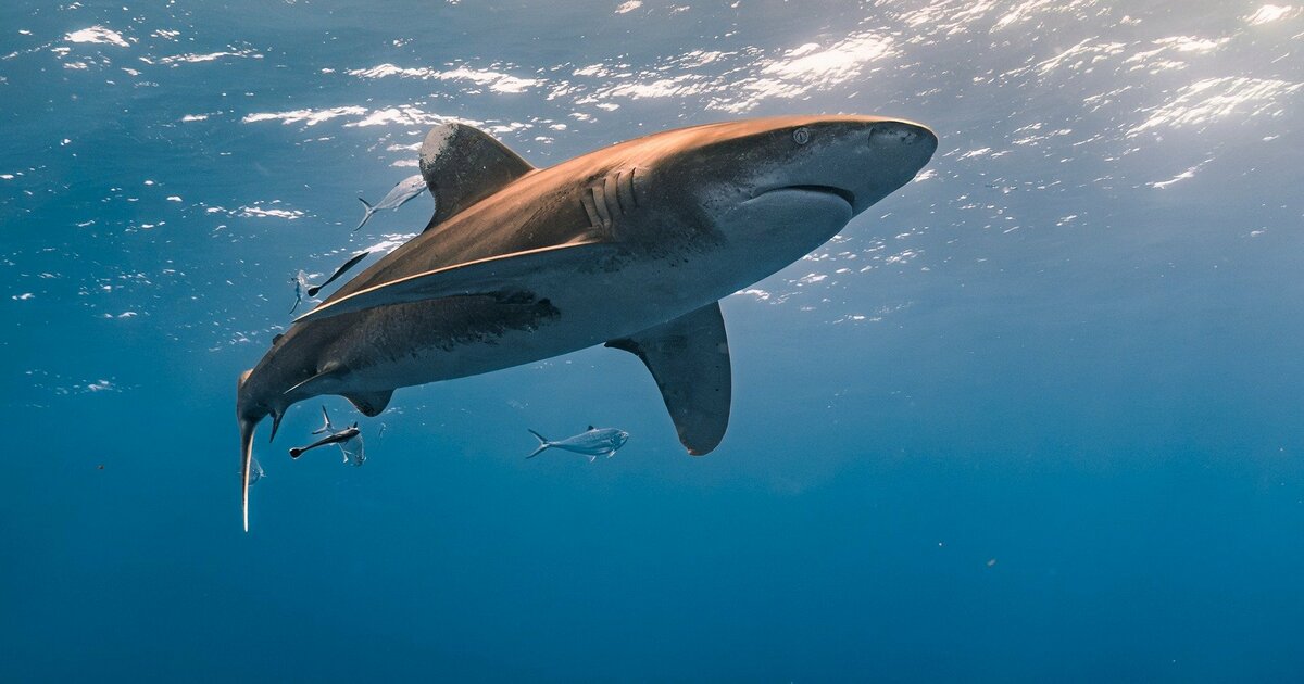 Раны на теле погибшего соответствуют характеру ...