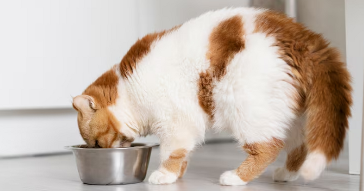 Mirror: молочные продукты и человеческая еда могут быть очень опасны для кошек Эксперты Cats Protection предупредили, что моло...