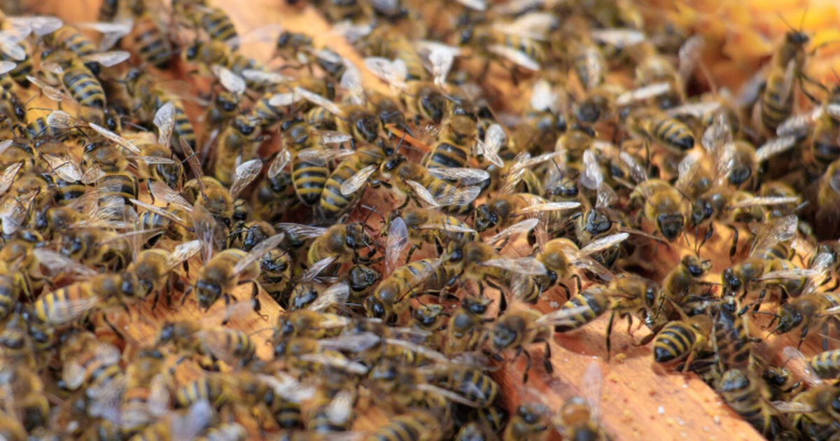 Биологи пересчитали пчел на Земле и обнаружили больше 26 тысяч видов Австралийские биологи впервые провели глобальны...