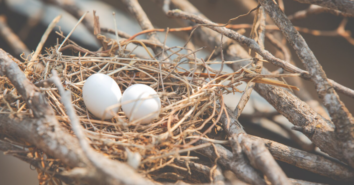 Трепещущие «хвосты» на птичьих гнёздах защищают яйца от хищников Исследование показало, что длинные «хвосты» на ...