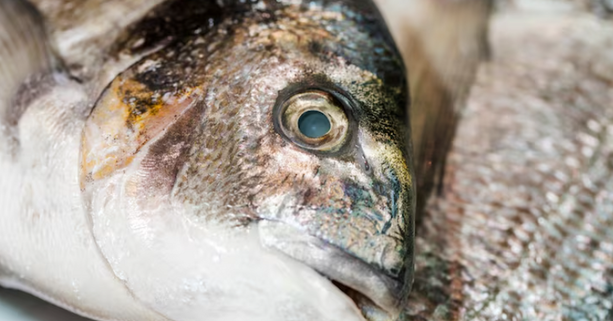 Российская система за секунды определяет испорченную рыбу Учёные из Череповецкого университета разработал...