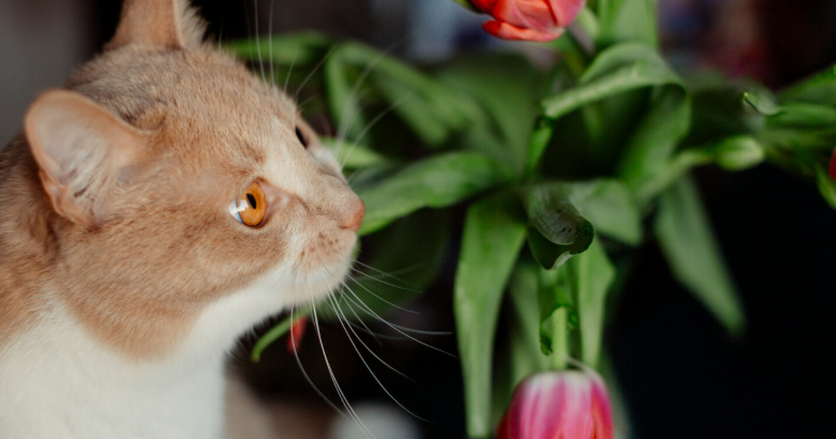 Ветеринар Ангелина Сиротина предупредила, что л...