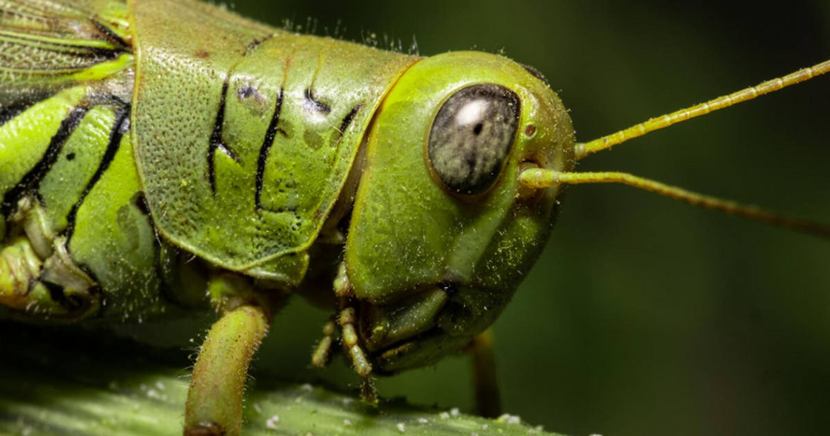 Исследование в Ecology показало, что кузнечик A...