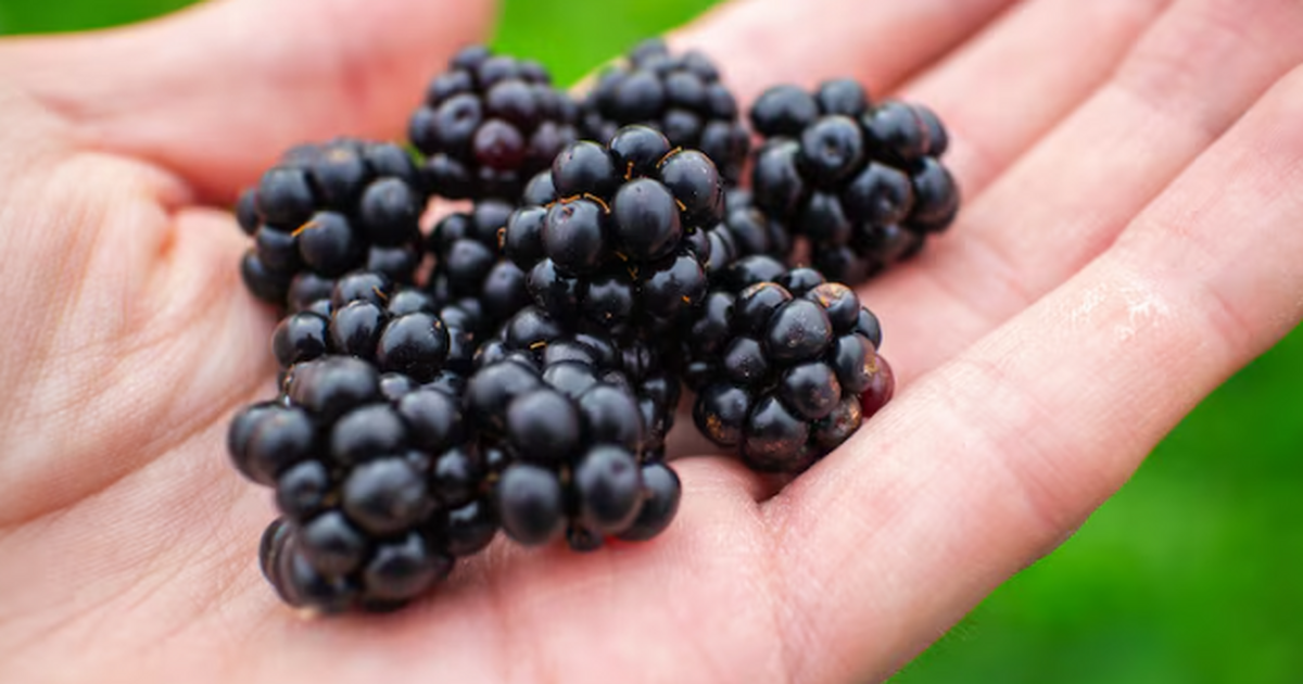 Посадил – и почти забыл: ТОП-5 самых неприхотливых ягод, которые вырастут на любой даче Посадил — и забыл: 5 ягод, которые растут сами ...