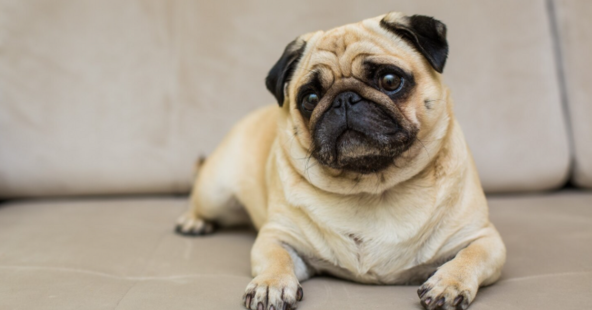 Исследование показало, что десятки пород собак ...