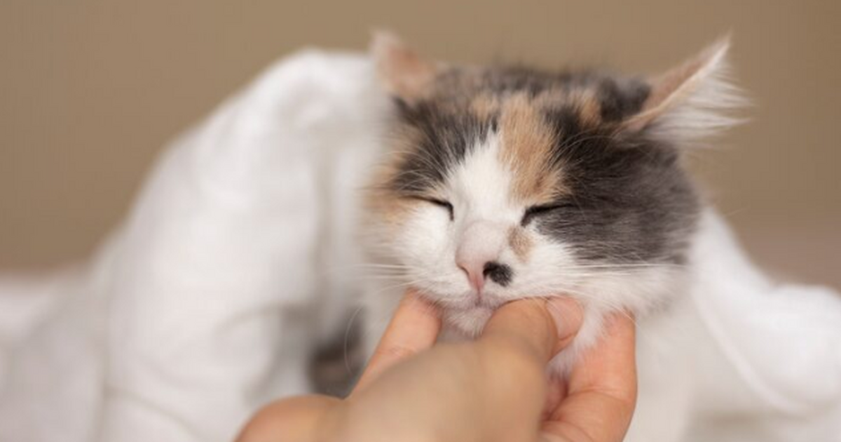 Почему кошки так стремятся выскочить в подъезд ...