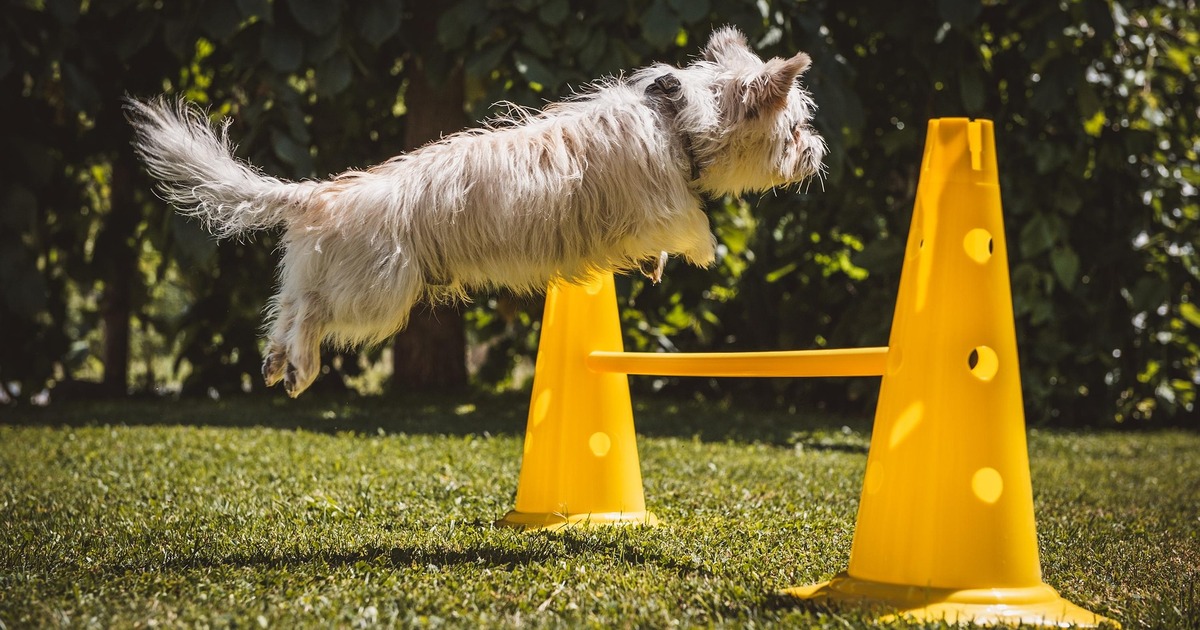 В Самаре развивают сеть площадок для собак «Компаньон в городе» Инициатива поддержана администрацией города