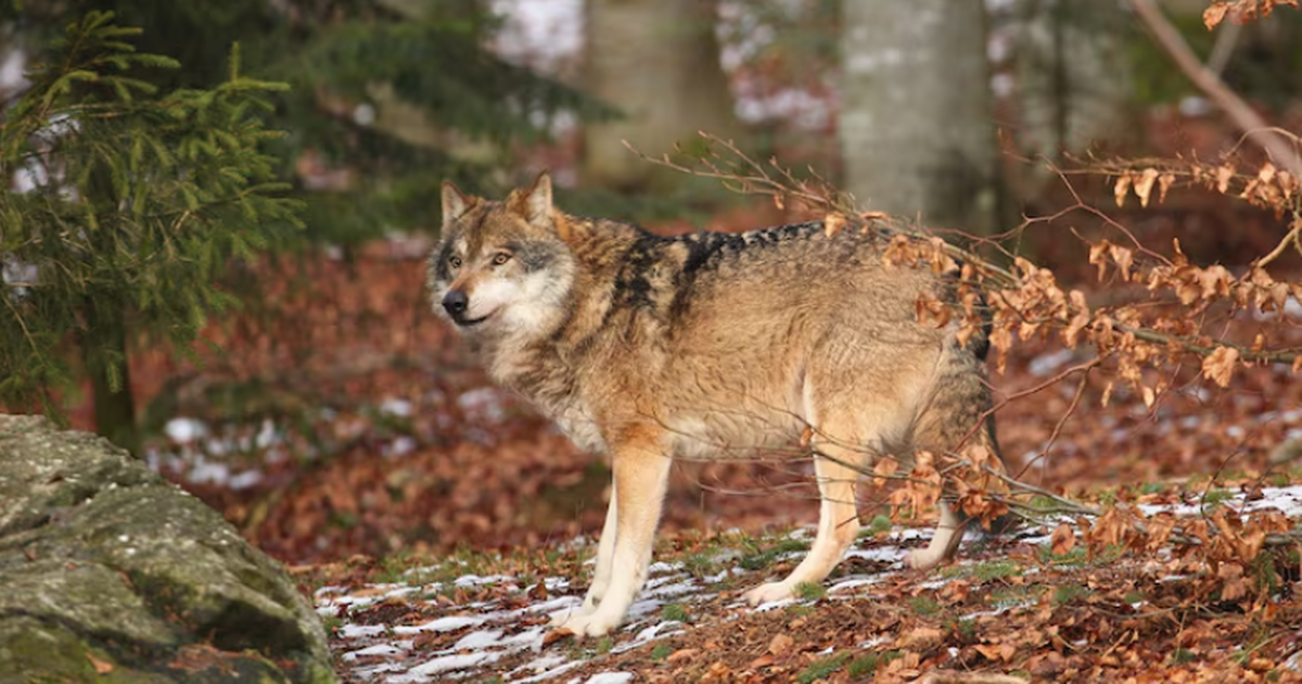 В Самарской Луке в 2026 году снова не нашли волков В «Самарской Луке» подвели итоги зимнего учёта ...