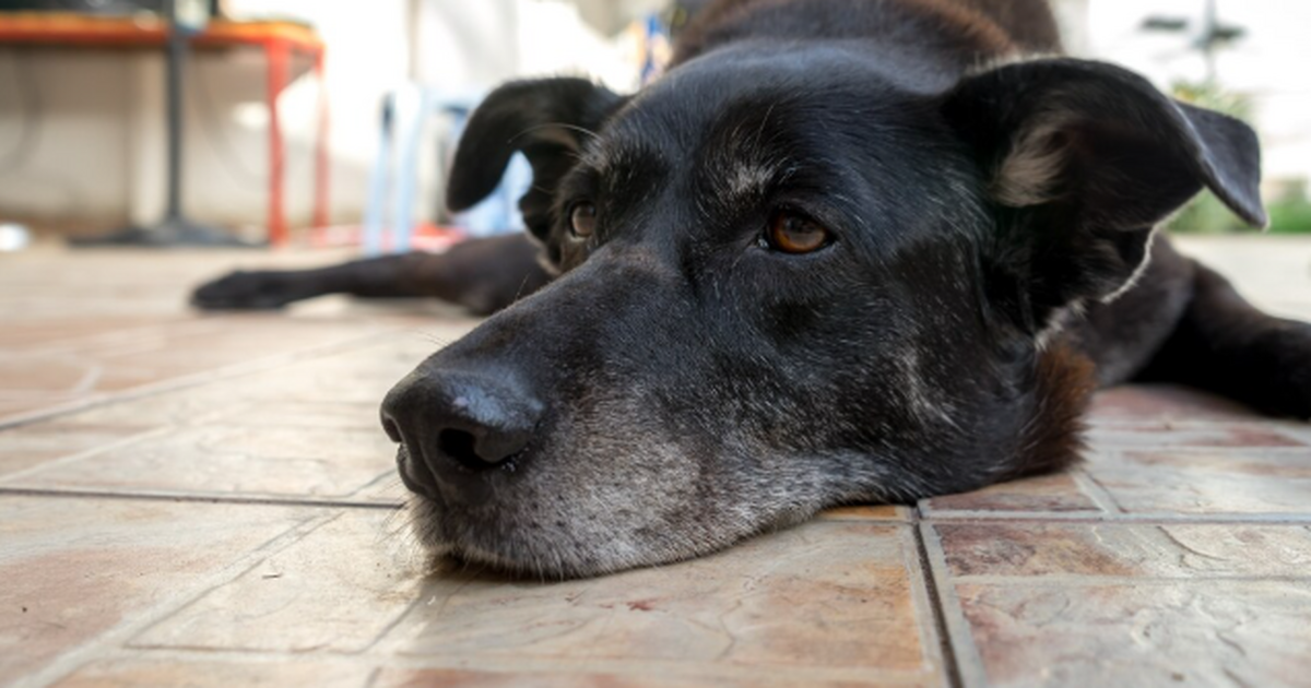 Собаки «прилипают» к определённым людям: объясн...