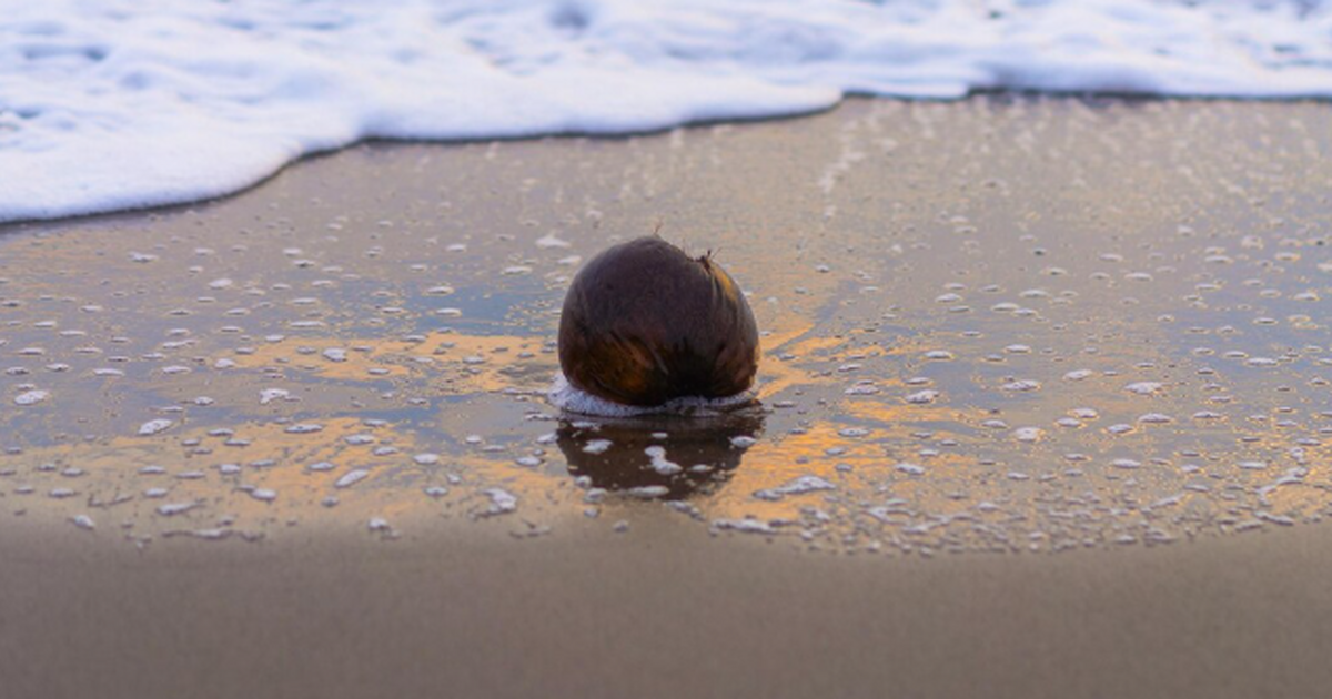 На египетском курорте Хургада туристы наблюдали...