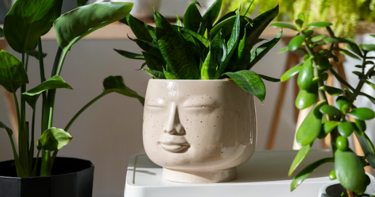 Фикус давно считают символом достатка. Красивый...