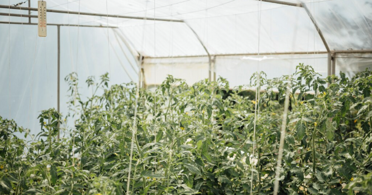 Не сорт, а просто взрыв: за этими огурцами уже собралась очередь – хрустящие, ароматные и невероятно сочные Когда глаза разбегаются, а грядок мало Выбор се...