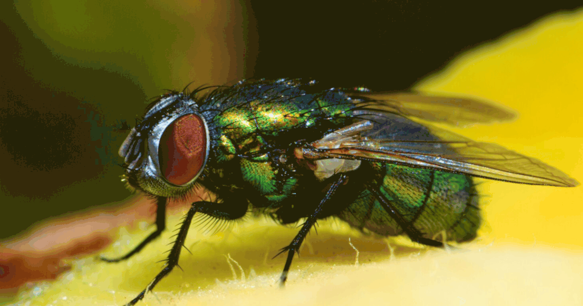 Биологи СПбГУ обнаружили вещества из личинок му...