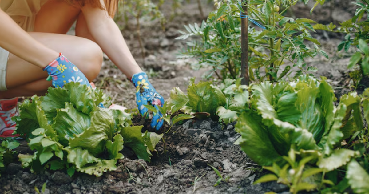 Эти 5 овощей я высаживаю под зиму уже 15 лет - собираю урожай раньше всех на зависть соседям Полтора десятилетия я начинаю сезон на грядках ...