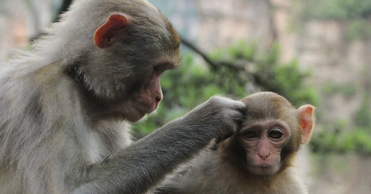 Учёные показали, что то, насколько крепкой была...