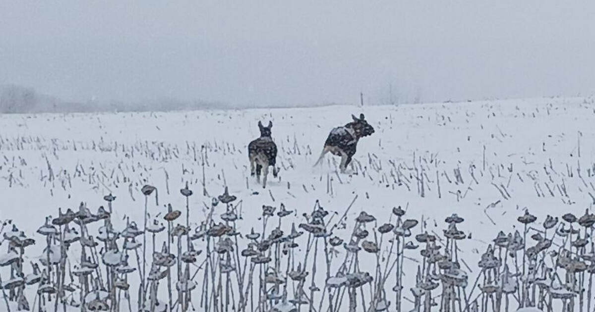 Животные кормятся остатками урожая на фермерски...
