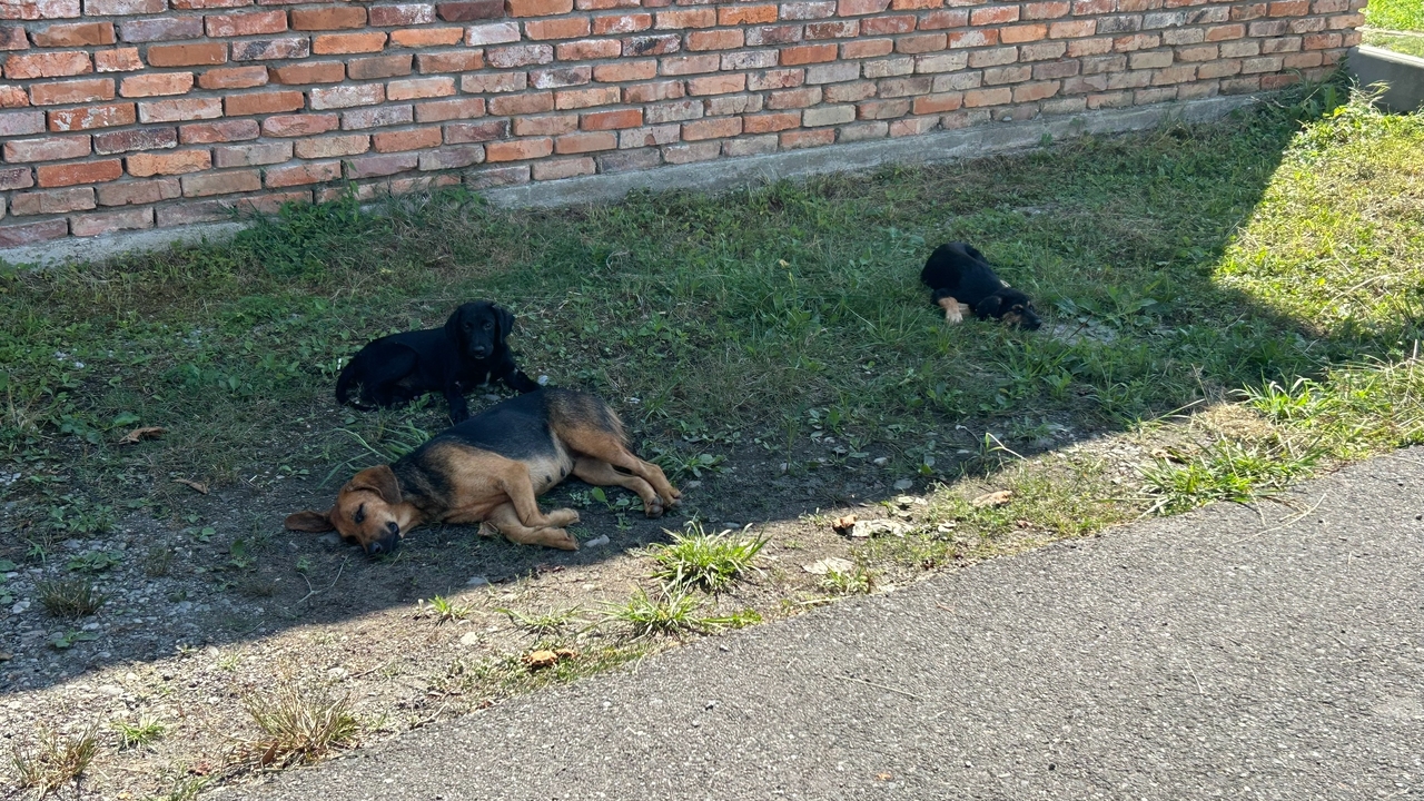 В московском приюте для бездомных животных прои...