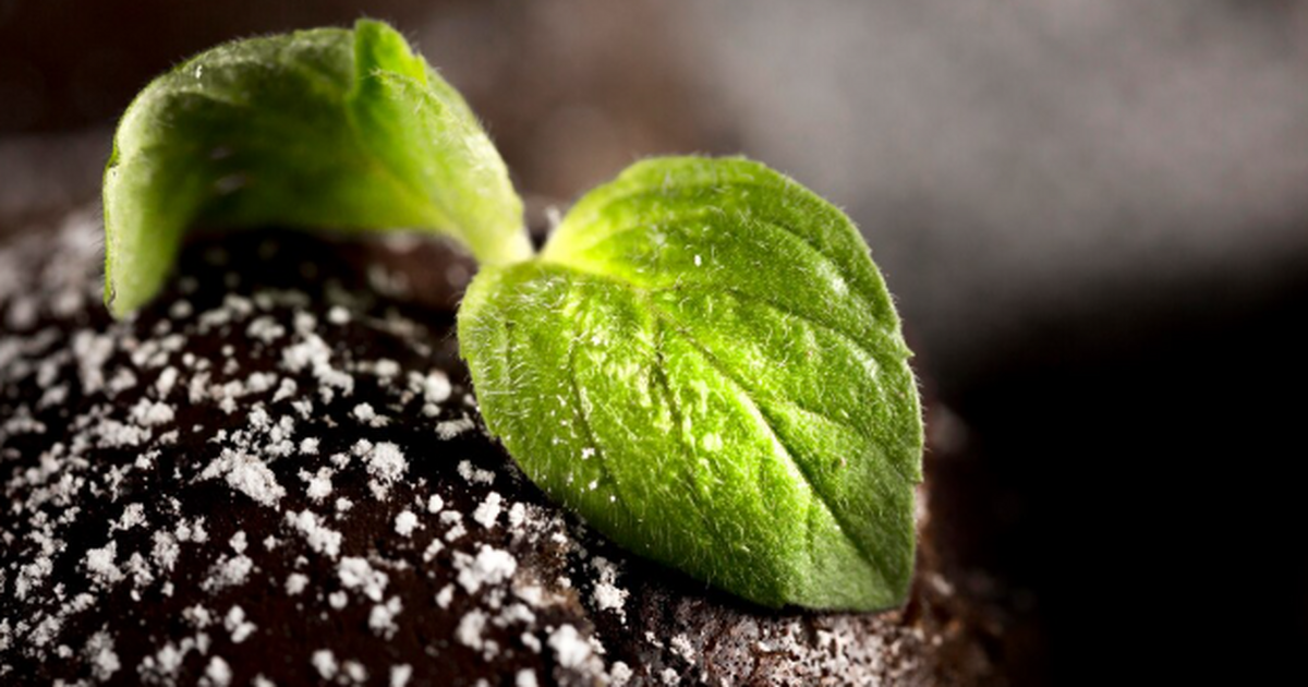 уход за садом зимой, защита деревьев от мороза,...