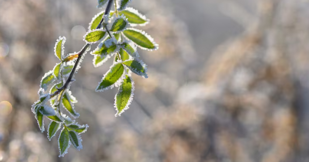 От +4 до -50 на Новый год: какая погода будет в Самаре с 29 декабря по 4 января От оттепелей до −49: погода в России резко меня...