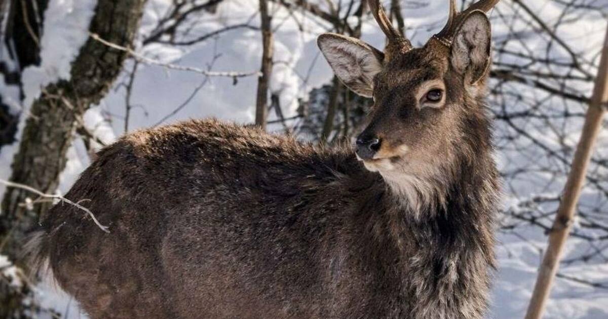 Животное приходит к месту подкормки три раза в ...
