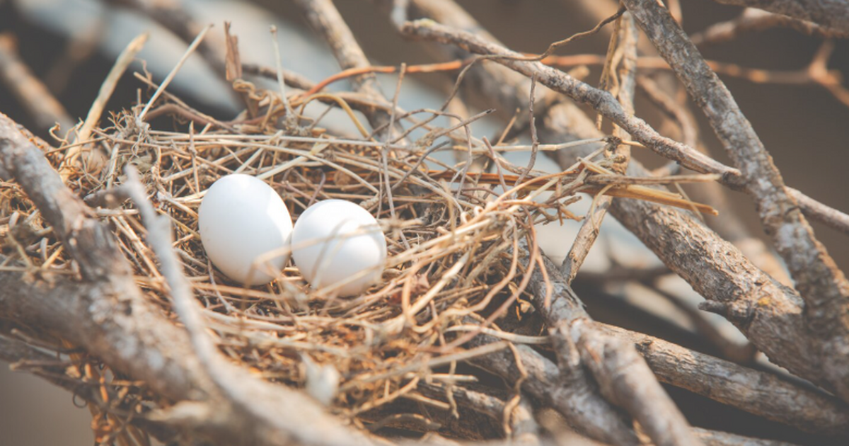 Орнитологи подтвердили: растительные «хвосты» н...